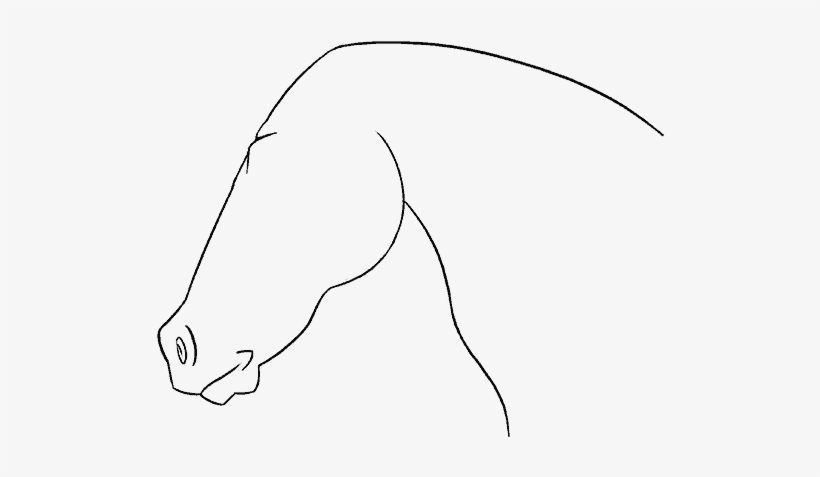 Horse Face Drawing - Line Art, transparent png download