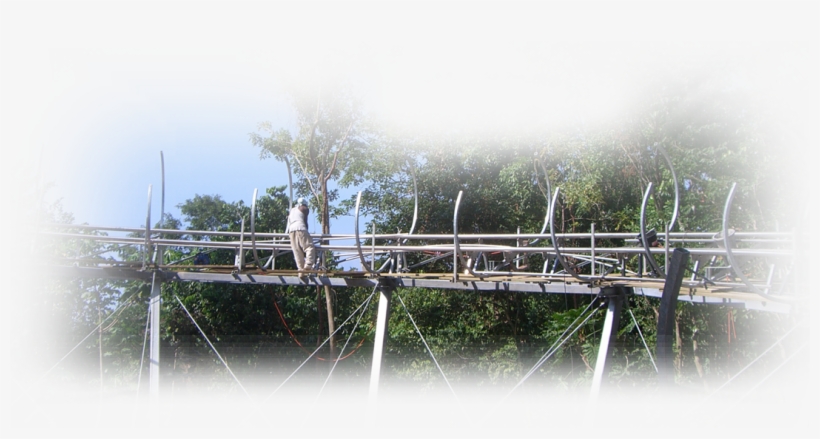 Building A Customized Mountain Coaster As A Jamaican - Tree, transparent png download