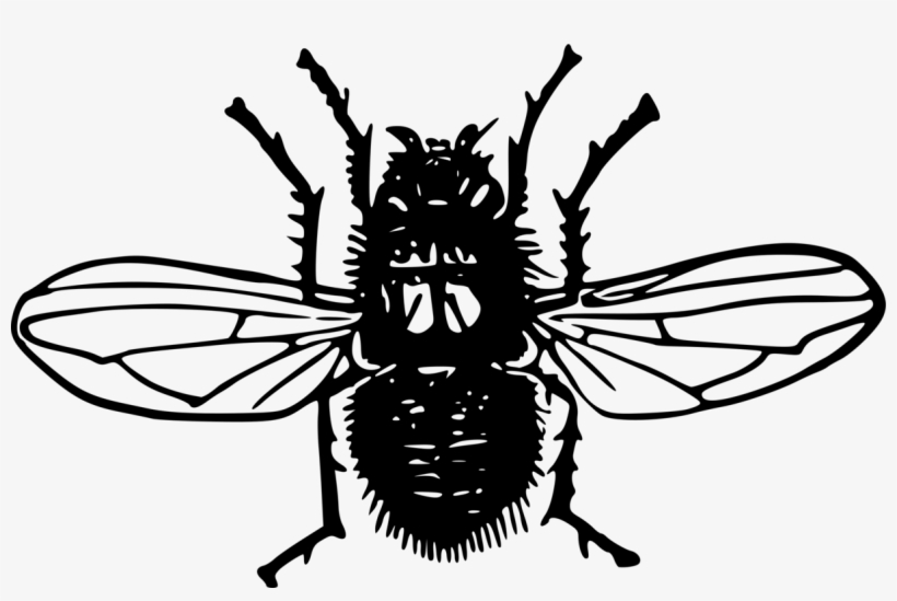 1206 X 750 6 - Silhouette Blowfly Png, transparent png download