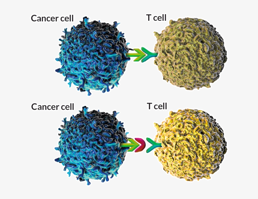 “at - Natural Killer Cells And Tumour, transparent png download