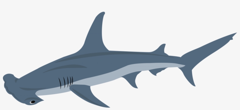 Hammerhead - Squaliformes, transparent png download