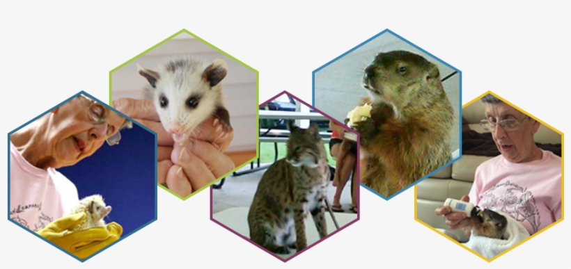Become A Member You'll Receive Exclusive “member's - Punxsutawney Phil, transparent png download