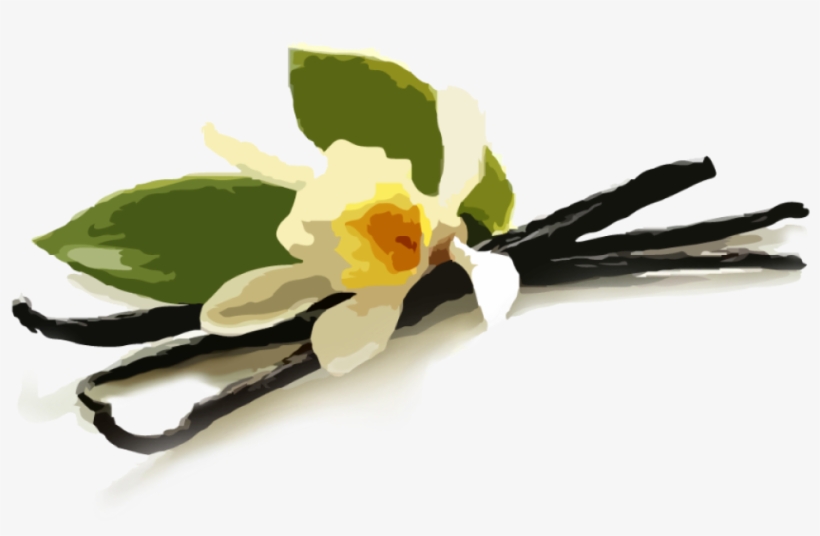 Vanilla, transparent png download