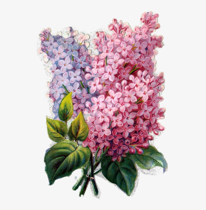 529 X 753 0 0 0 - Разноцветная Сирень, transparent png download