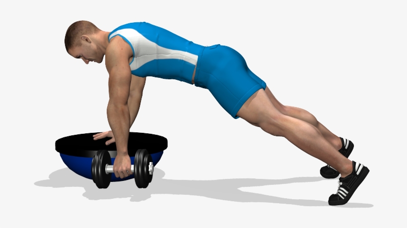 Single Arm Dumbbell Row On Bosu Involved Muscles During - Press Up, transparent png download