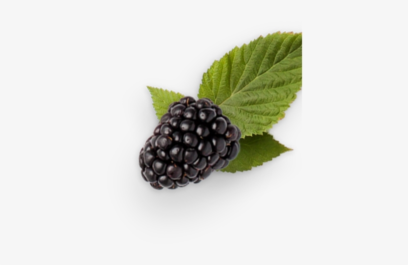 Buy Now - Blackberry, transparent png download