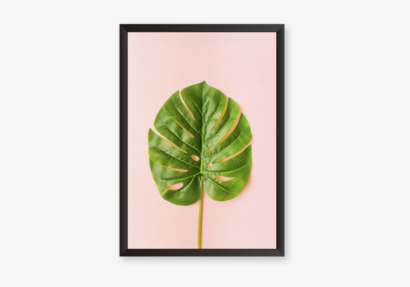 Monstera Deliciosa - Picture Frame, transparent png download