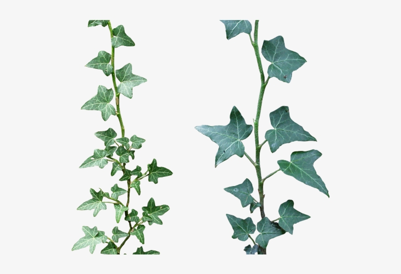 Drawn Ivy Ivy Crown - Ivy Png, transparent png download