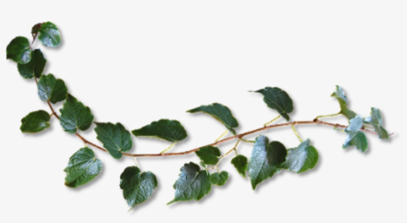#plant #vine #green #freetoedit - Twig, transparent png download