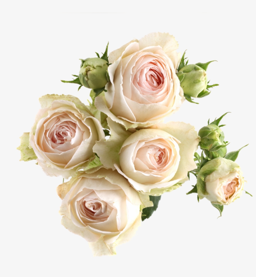 Pink Laceavailable Stem Size - Spray Rose Super Bubbles, transparent png download