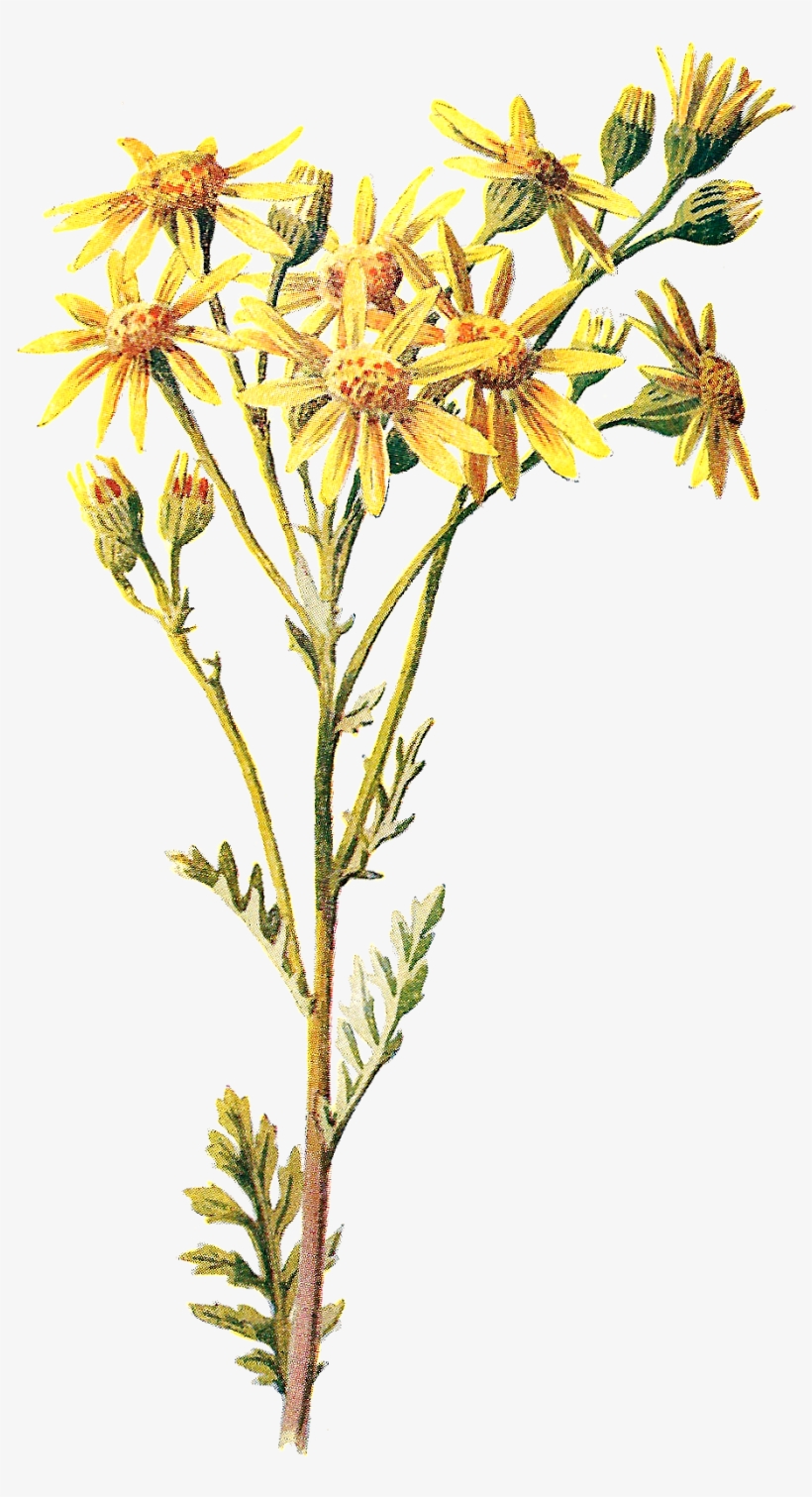 Clip Art Library Library Antique Images November Stock - Jacobaea Vulgaris, transparent png download