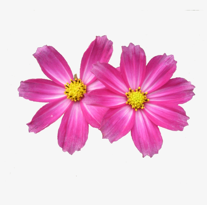 Go To Image - Aster, transparent png download