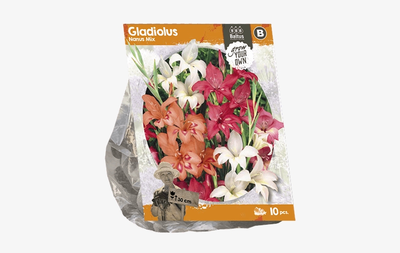 222330 Gladiolus Nanus Mix Per 10 - Bouquet, transparent png download
