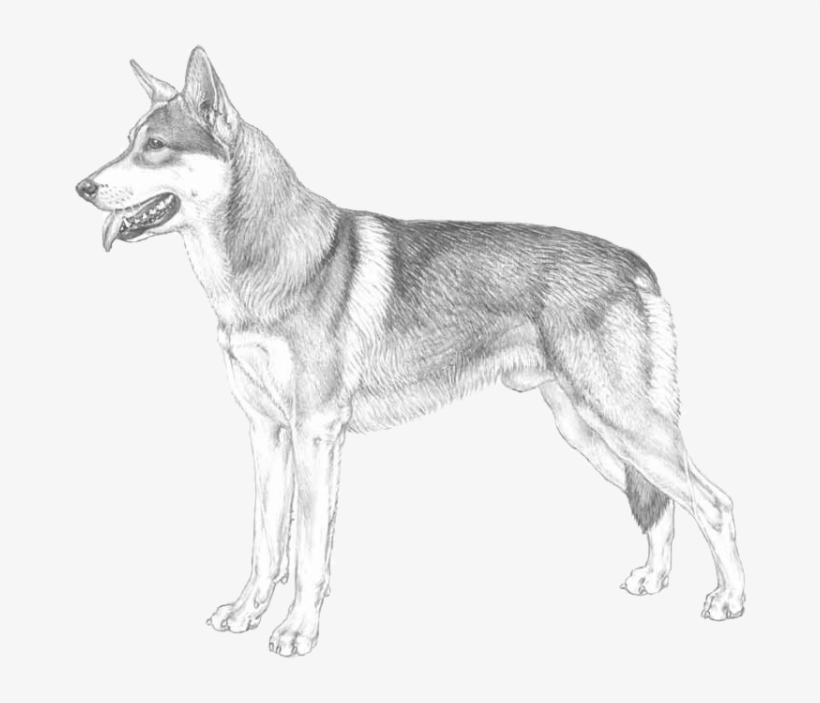 Saarlooswolfdog Saarlooswolfhond - Dog Yawns, transparent png download