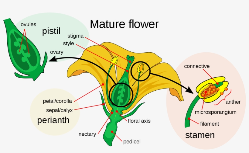 Pollen Grains On A Flower, transparent png download