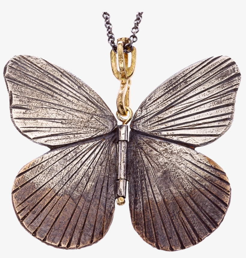 Lycaenid, transparent png download