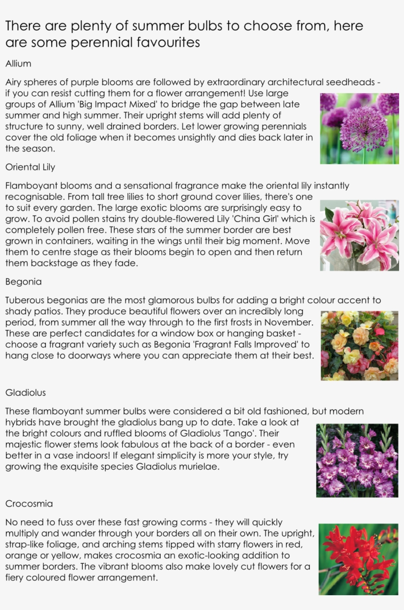 Chrysanths, transparent png download