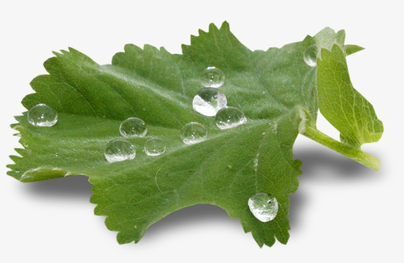 Forgetmenot - Plants - Chain Pocket Bike, transparent png download