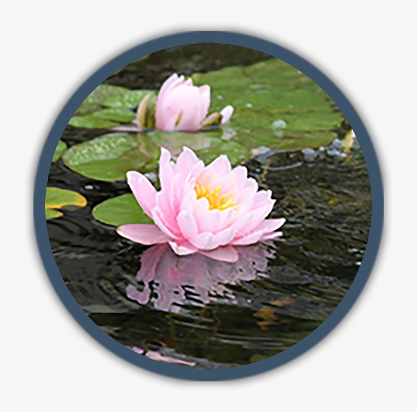Pond Supplies - Water Lily, transparent png download