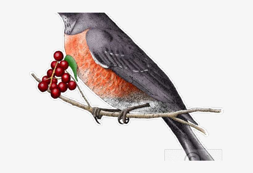 Robin Clipart Blue Bird - Connecticut State Animals, transparent png download