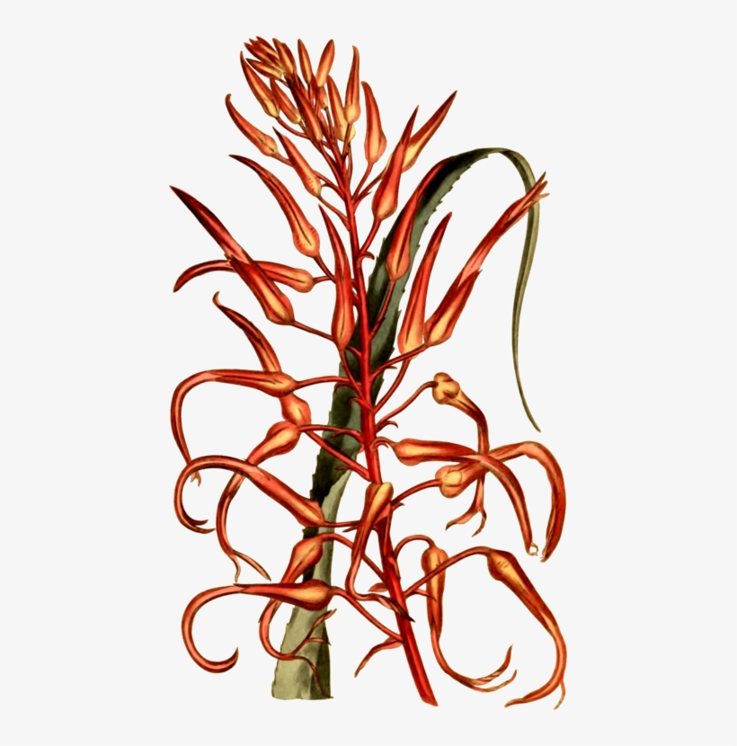 Commodity Flower Vegetable Line Plant Stem, transparent png download