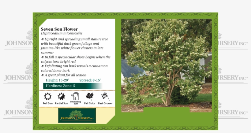 Seven Son Flower Heptacodium Miconioides Benchcard - Seven Son Flower Fall Color, transparent png download