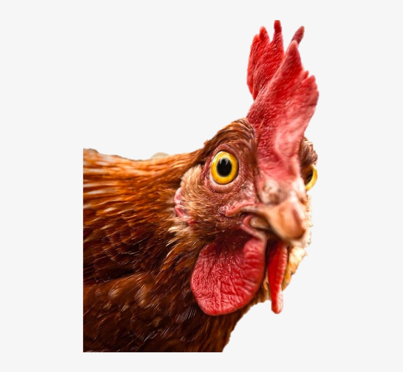 Revised Agoa Bone-in Chicken Rebate Guidelines Published - Chicken Asking Question, transparent png download