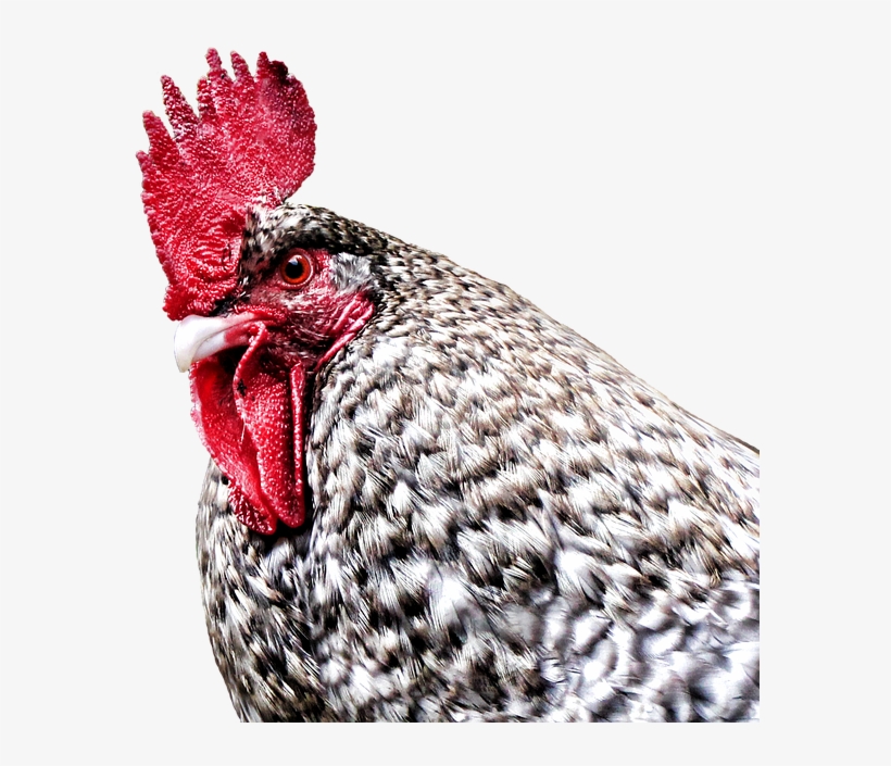 Gockel, Hahn, Hen, Dangerous, Farm, Poultry, Bird - Rooster, transparent png download