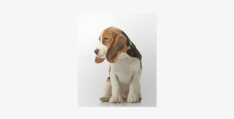 Beagle Puppy Poster - Puppy, transparent png download