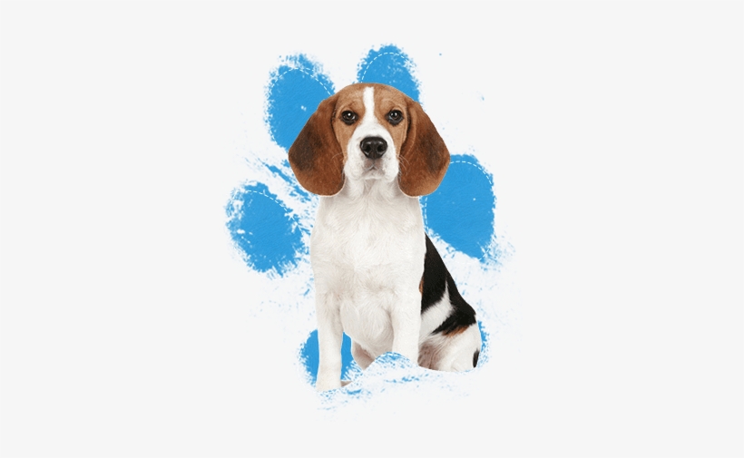 Beagle Y Basset Hound, transparent png download