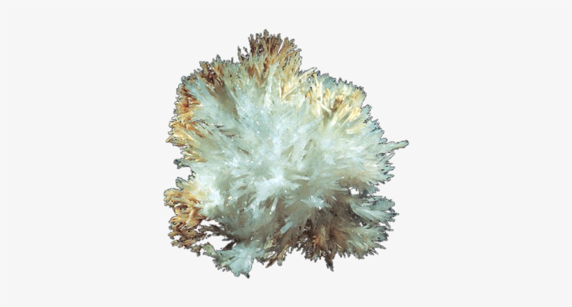 Aragonite - Marine Biology, transparent png download