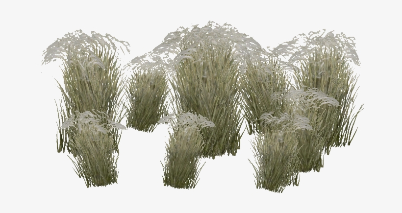 Mongolian Stipa Grass - Stipa Png, transparent png download