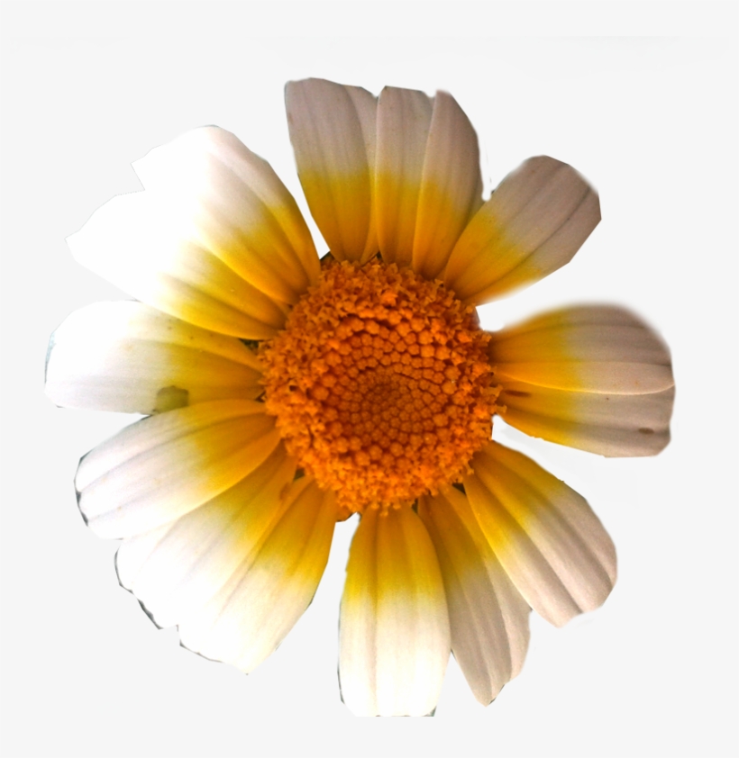 Como Empacar Texturas - Portable Network Graphics, transparent png download