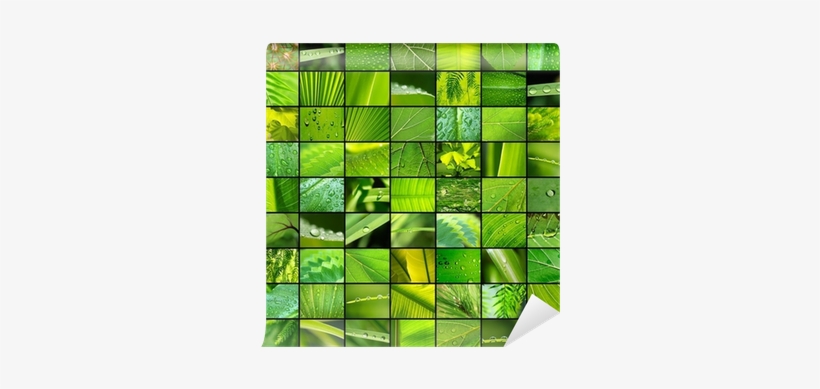 Hojas Y Texturas Wall Mural • Pixers® • We Live To - Visual Arts, transparent png download
