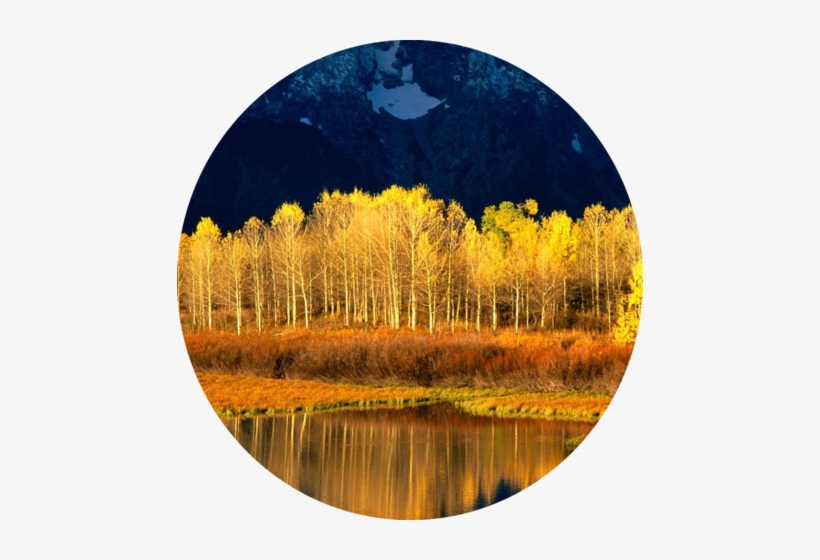 Aspen Tree Wallpaper 2 - Quaking Aspen Iphone, transparent png download