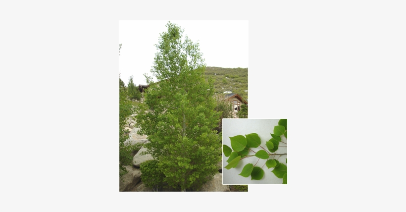 Populus Tremuloides 'bethel Spire' - Quaking Aspen, transparent png download