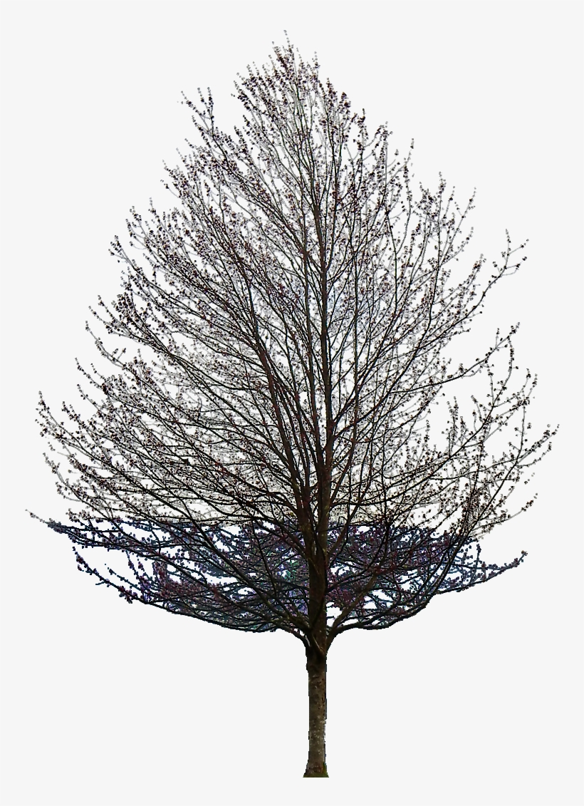 Limitless Providing The Energy Is There - Tree Without Leaves Png, transparent png download