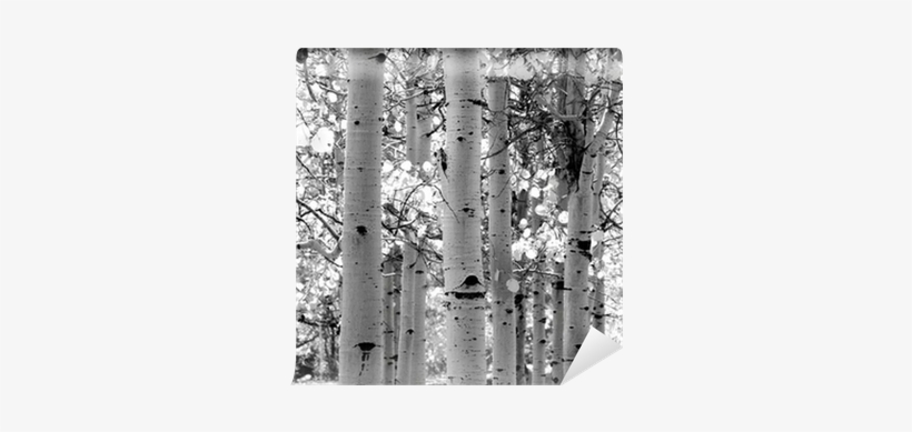 Black And White Image Of Aspen Trees Wall Mural • Pixers® - Wall Decal, transparent png download