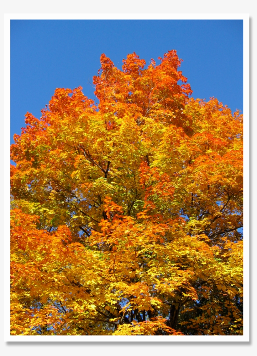 Have You Hugged A Tree Today - Autumn, transparent png download
