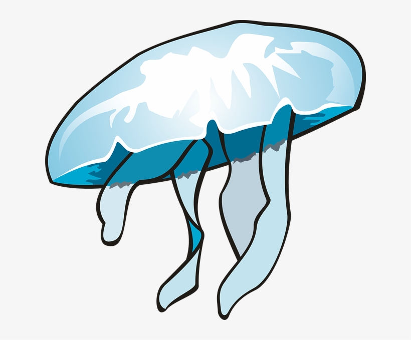 Jellyfish, transparent png download