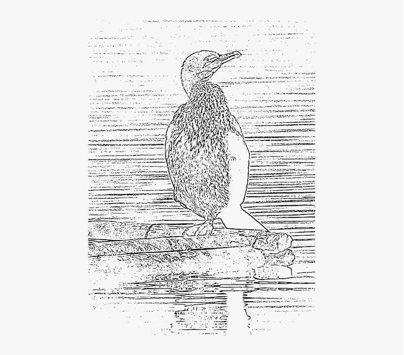 Sea, Bird, Animal, Nature, Ocean, Water - Water, transparent png download