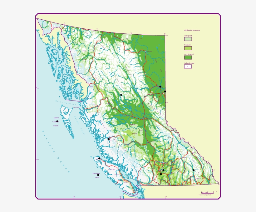Douglas Fir British Columbia, transparent png download