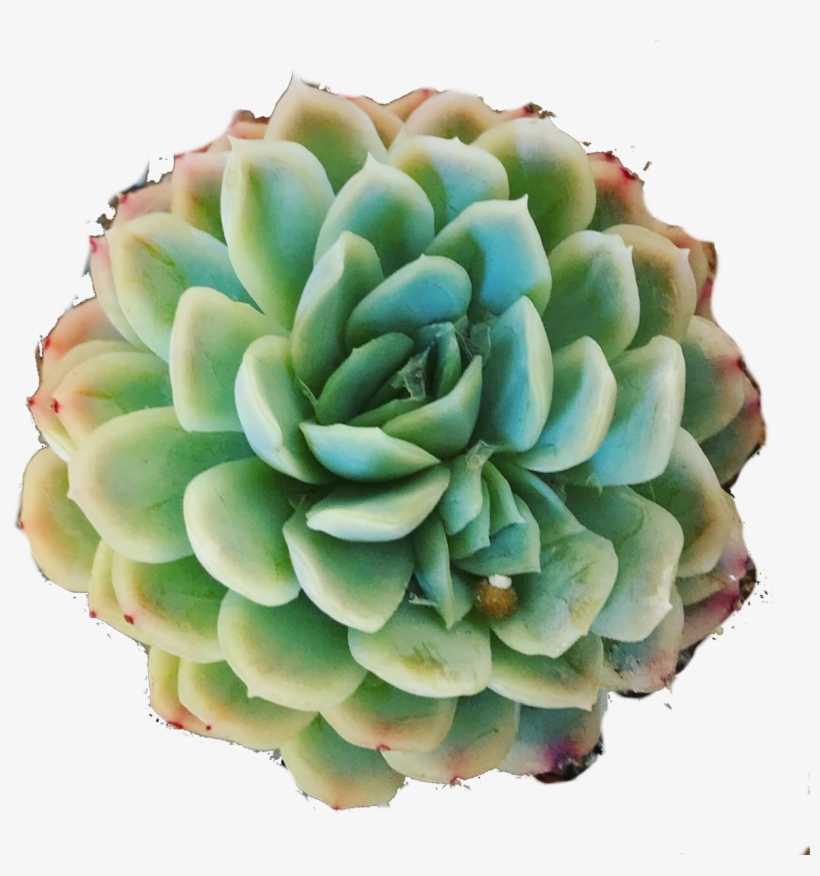Mexican Snowball Succulent, transparent png download