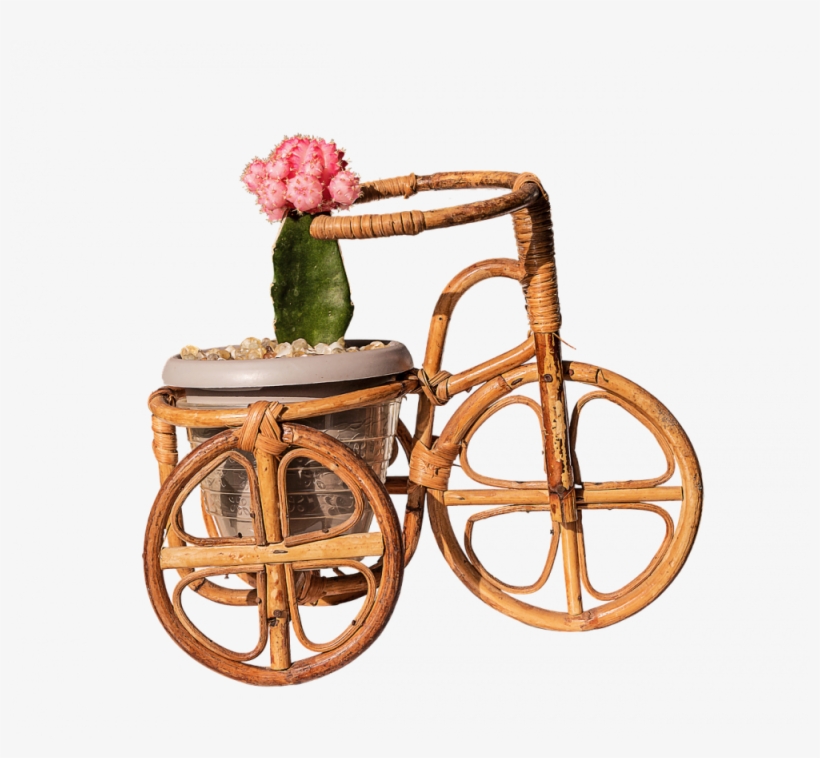 9 Things Only People Who Own Succulents Will Understand - Cactus, transparent png download