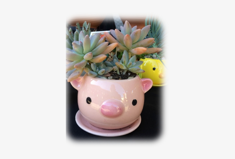 Image Of Two Succulents In A Pig Pot - Flowerpot, transparent png download