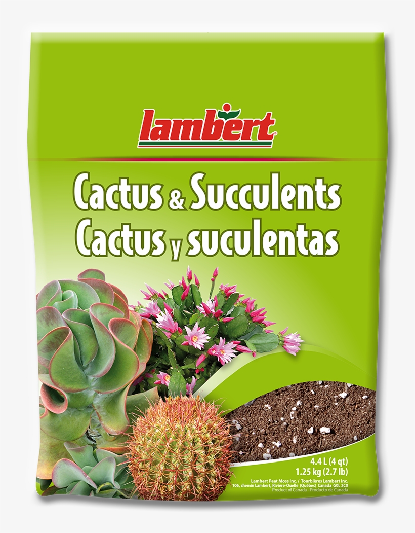 Cactus, transparent png download