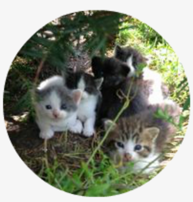 Kittens-outside - Cat, transparent png download
