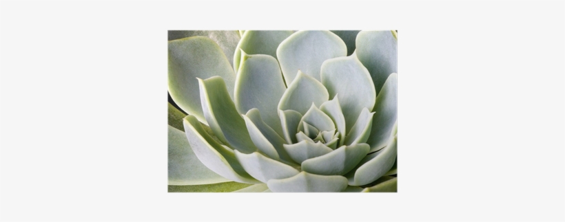 Succulent Plant, transparent png download