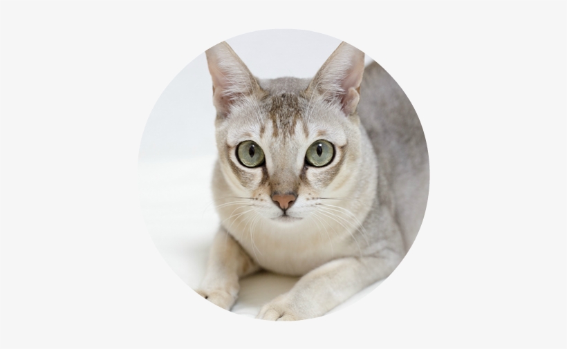 Singapura Cats And Kittens 5 - Singapura Cat, transparent png download