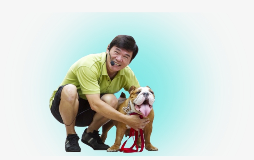 Patrick - Olde English Bulldogge, transparent png download